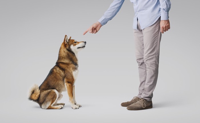 犬のしつけ