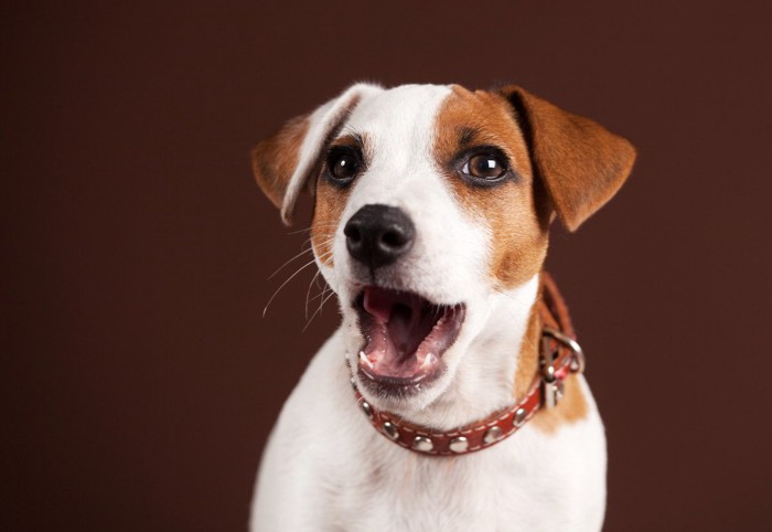 口を開けた犬の顔のアップ、濃い茶の背景