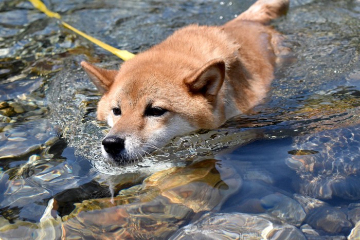 水遊びする犬