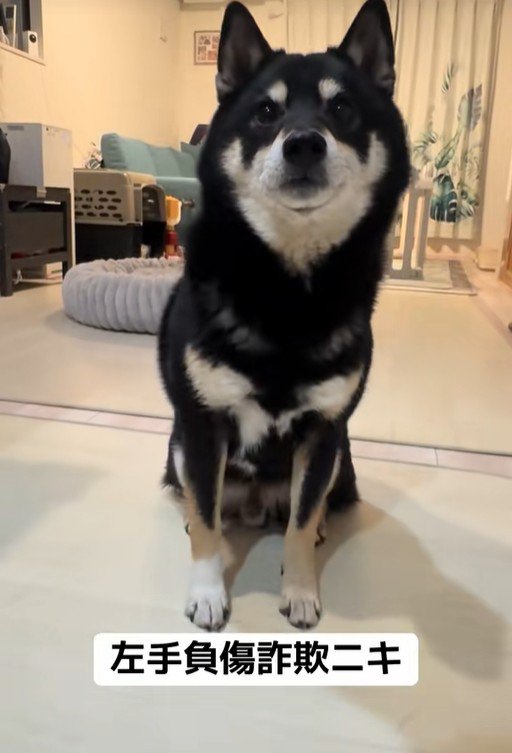 仮病を使うもずくちゃん3