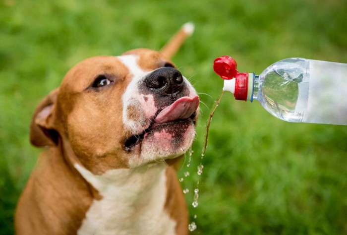 水を飲む犬