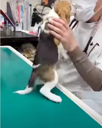 診察台の上に乗る犬