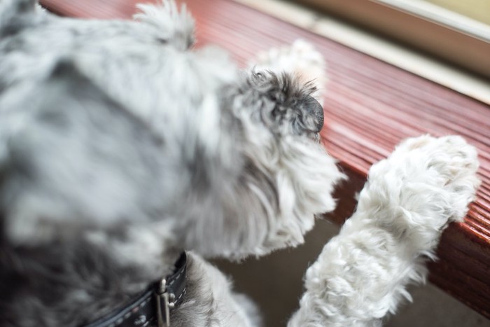 窓から外を眺めている犬