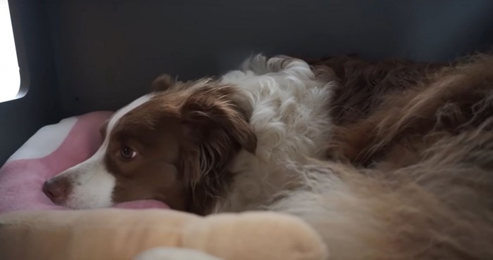 ハウスの中にいる犬