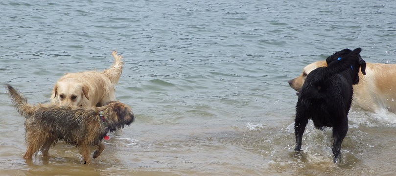 海で遊ぶ犬たち