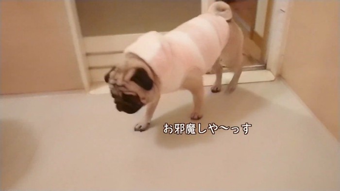 声をかけたら中に入ってきました
