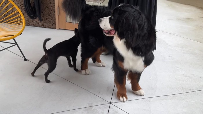 どんちゃんとジジくんのふれあい