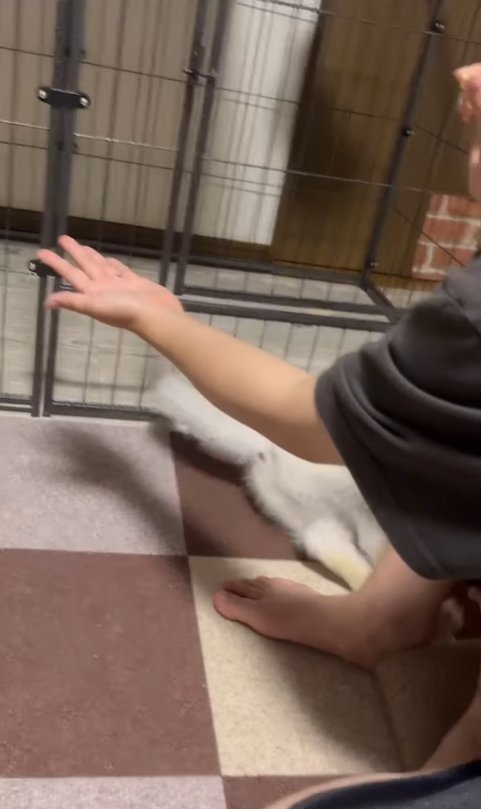 バランスを崩して転ぶハスキー犬