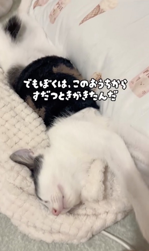 ずっとのお家が決まりました！