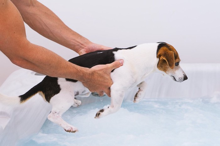 抱えて水の中に犬を入れようとしている人