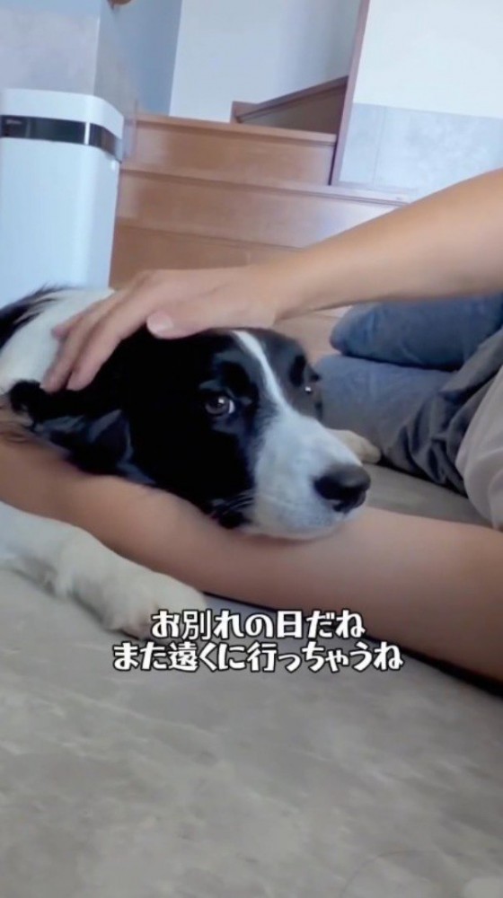 頭を撫でられ、床に伏せてリラックスしている犬