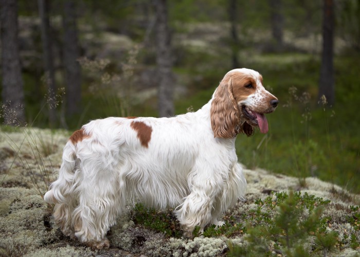 山中の丘の上に立つイングリッシュ・コッカー・スパニエル