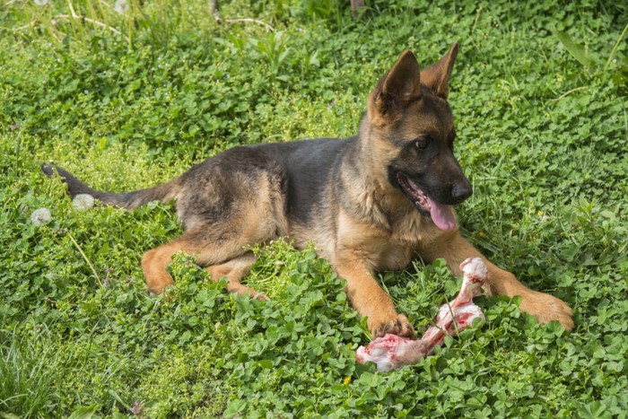 トレーニング中の子犬