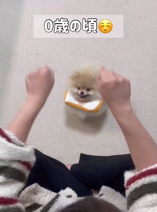 飼い主さんの腕の前に小型犬