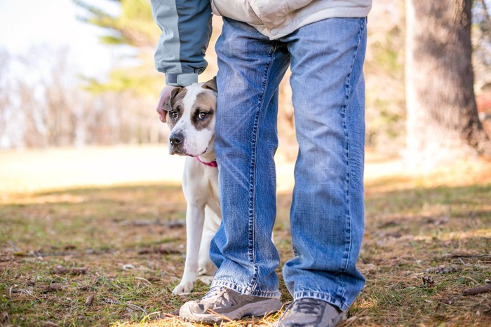 他の犬に怯えて飼い主に隠れる犬