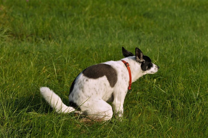 うんちのポーズをする犬の後ろ姿