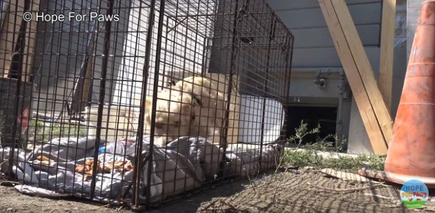 用心深くケージに入る犬