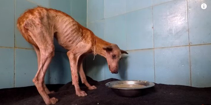 流動食を食べる犬