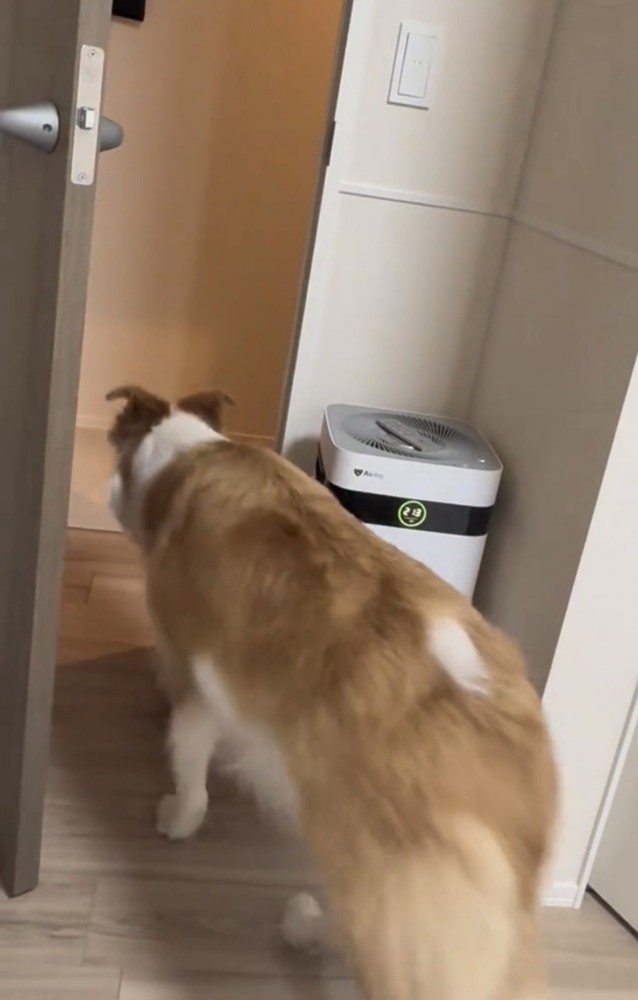 玄関へ歩いていく犬