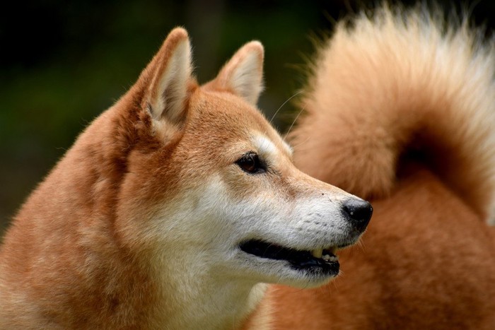 柴犬の横顔