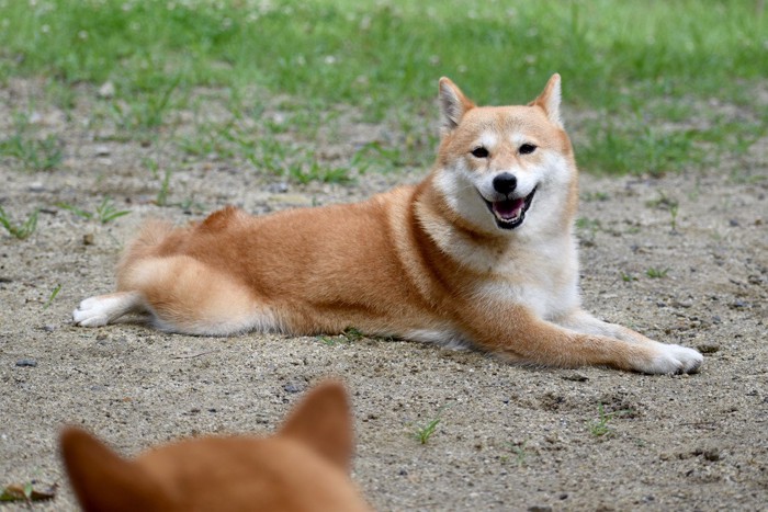 地面に伏せている柴犬、手前にも犬の後頭部