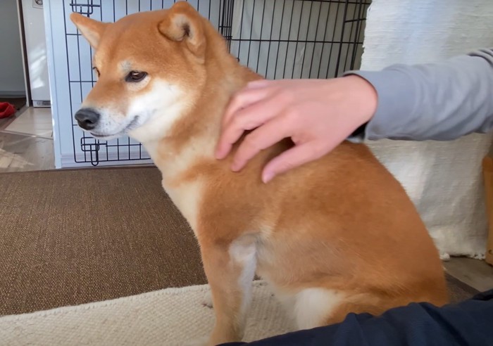 撫でられる犬