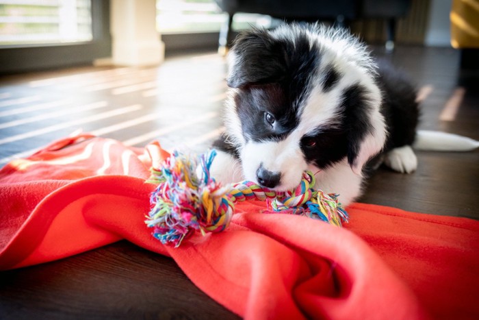 ロープで遊ぶ子犬