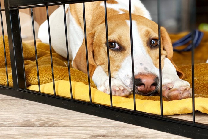 ケージの中から見つめる犬