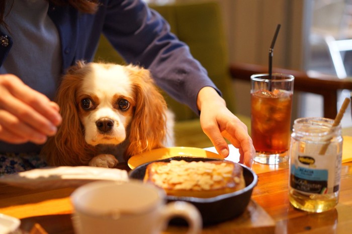 ドッグカフェ