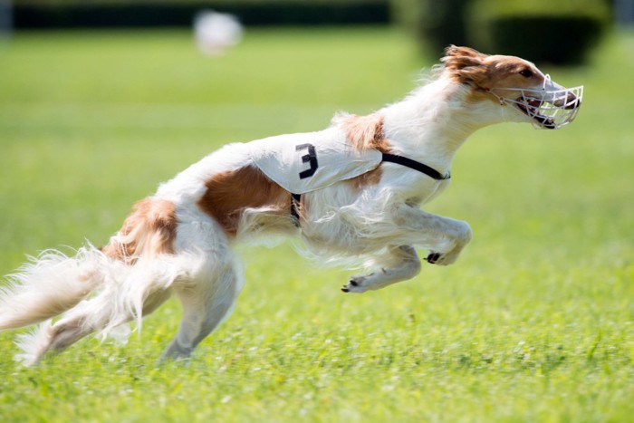 ゼッケンをつけて走る犬