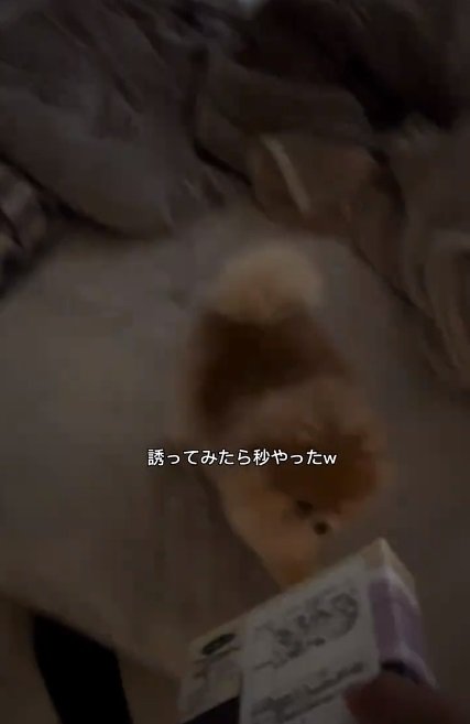 秒でついてくるちょっちゃん