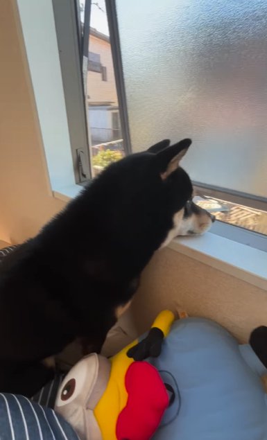 窓の外を眺める柴犬