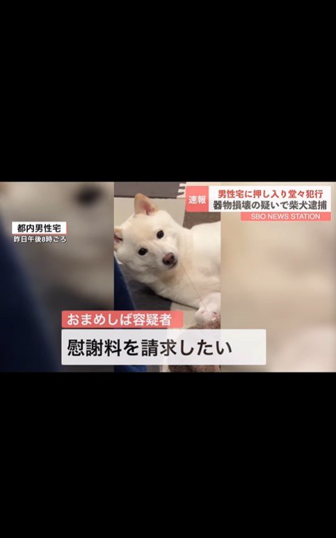 おまめちゃん逮捕のニュース8