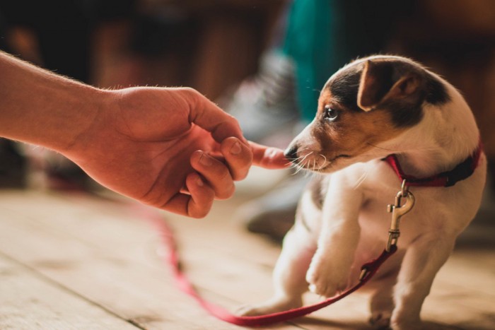 人の手の匂いを嗅ぐ子犬