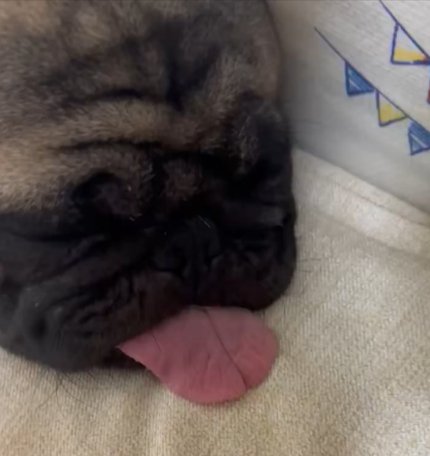 パグ