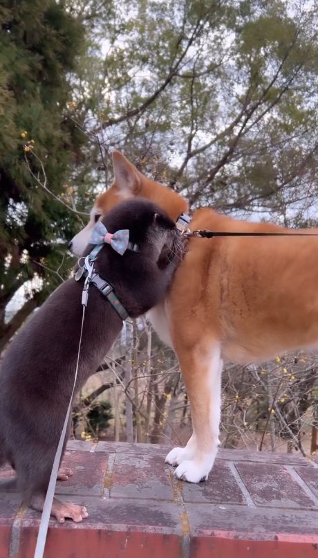 お散歩先でも犬吸い！