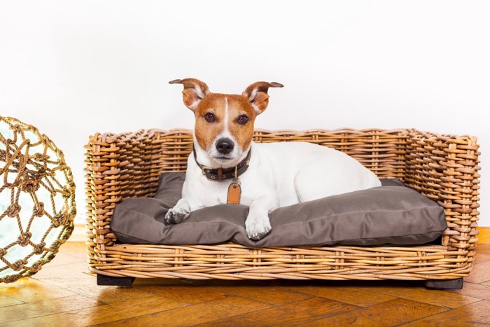 ラタンのベッドに寝る犬