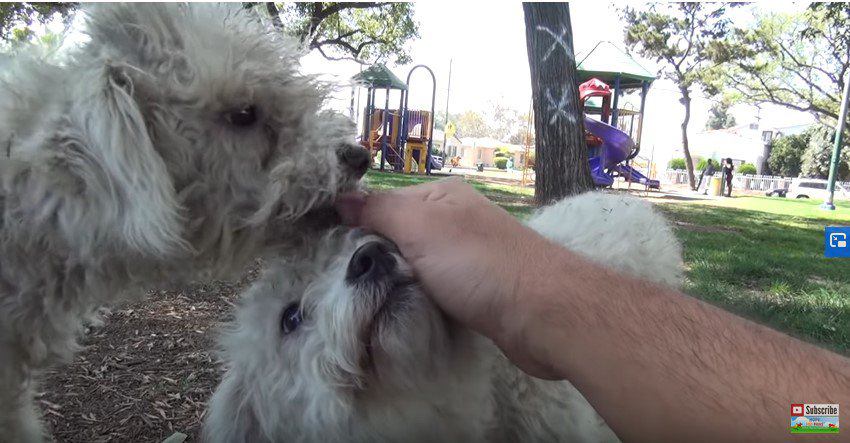 犬の頭を素手でなでる