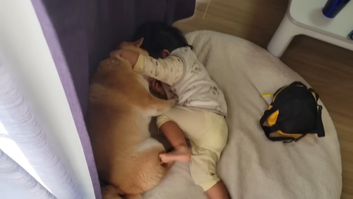 わらびちゃん、行かないで！！