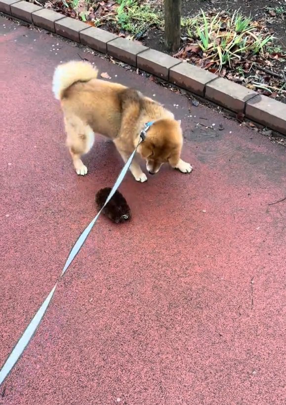 驚くりんちゃん