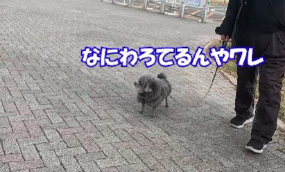 不服そうなゆずちゃん