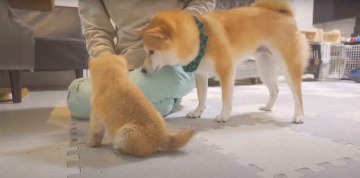 そばに寄る成犬と子犬