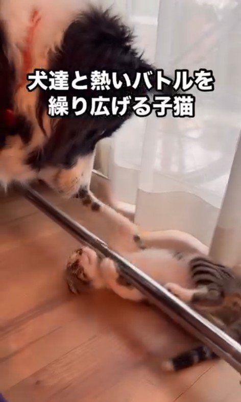 攻撃力ゼロの猫パンチ♪