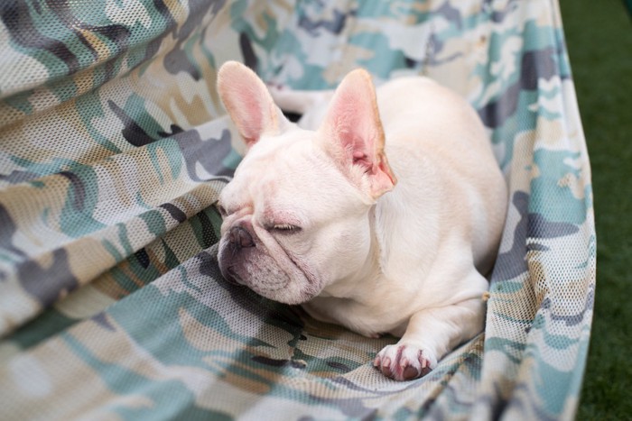 居眠りする犬