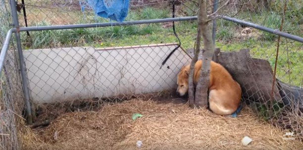 囲いの隅に縮こまる犬