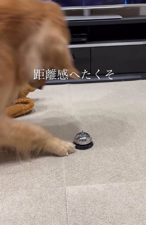 横向きの大型犬の足元にベル