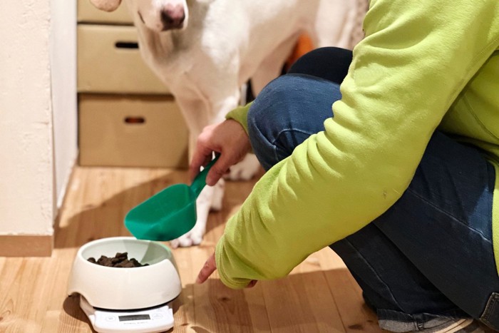 食事の支度を待つ犬