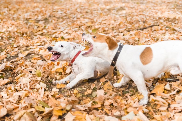 落ち葉の上で吠える2頭の犬