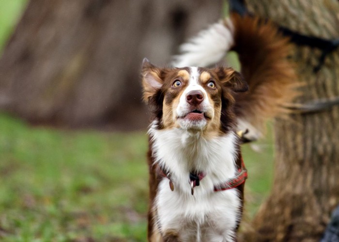 目を見開く白茶の犬