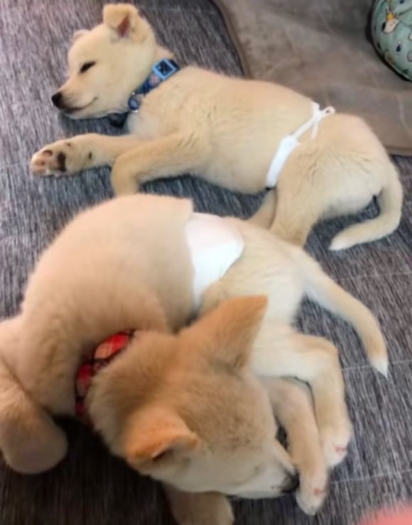 眠る2匹